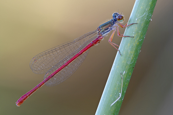 Spaete Adonislibelle - Scharlachlibelle - Zarte Rubinjungfer - Ceriagrion tenellum - Maennchen