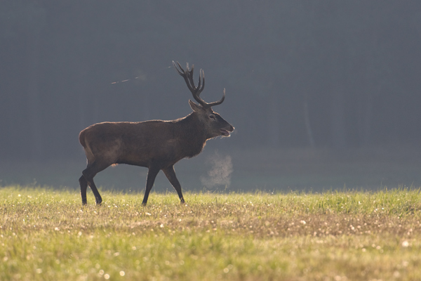 Rothirsch im Gegenlicht - Cervus elaphus Dübener Heide Sachsen Rotwild Brunft Widerkauer Hochwild Hirsche Hirsch