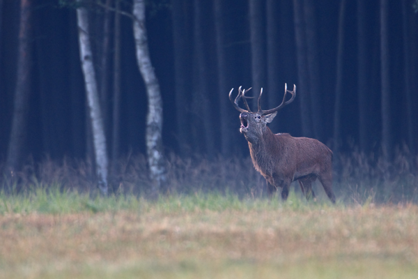 Rothirsch - Cervus elaphus Dübener Heide Sachsen Rotwild Brunft Widerkauer Hochwild Hirsche Hirsch