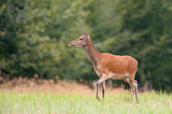 Hirschkuh - Cervus elaphus Dübener Heide Sachsen Rotwild Brunft Widerkauer Hochwild 