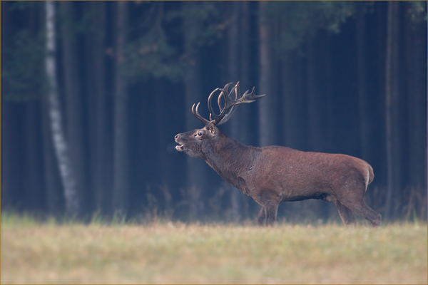 Rothirsch - Cervus elaphus Dübener Heide Sachsen Rotwild Brunft Widerkauer Hochwild Hirsche Hirsch