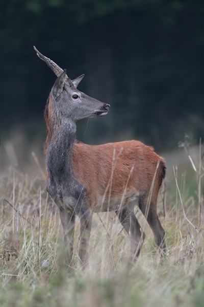 Rothirsch - Cervus elaphus Wild Sauegetiere Spießer doppelte Lauscherlaenger