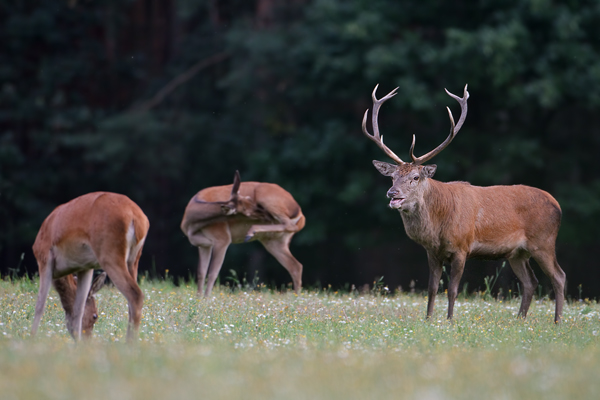 Rothirsch und Kahlwild - Cervus elaphus Zehnender gerader Zehnender Saeugetiere Echte Hirsche Sachsen-Anhalt Rothirsch Wiederkaeuer Cervus