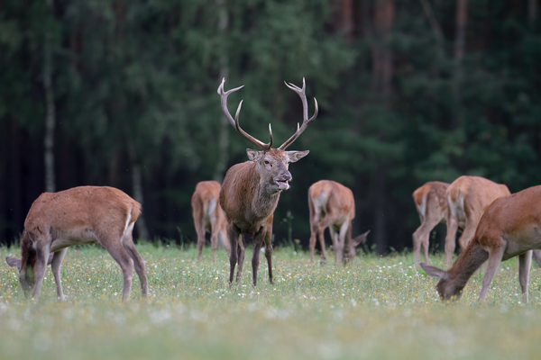 Rothirsch und Kahlwild - Cervus elaphus Zehnender gerader Zehnender Saeugetiere Echte Hirsche Sachsen-Anhalt Rothirsch Wiederkaeuer Cervus
