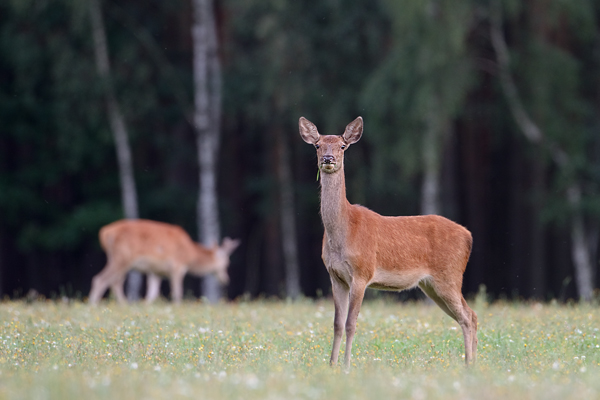 Rothirsch Rotwild - Cervus elaphus Schmaltier Tier Gelttier Kahlwild Saeugetiere Echte Hirsche Sachsen-Anhalt Rothirsch Wiederkaeuer Cervus Hirschkuh Kuh
