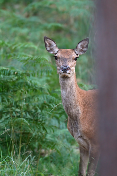 Hirschkuh Rothirsch Rotwild - Cervus elaphus  Schmaltier Tier Gelttier Kahlwild Saeugetiere Echte Hirsche Sachsen-Anhalt Rothirsch Wiederkaeuer Cervus Hirschkuh Kuh Rotwild