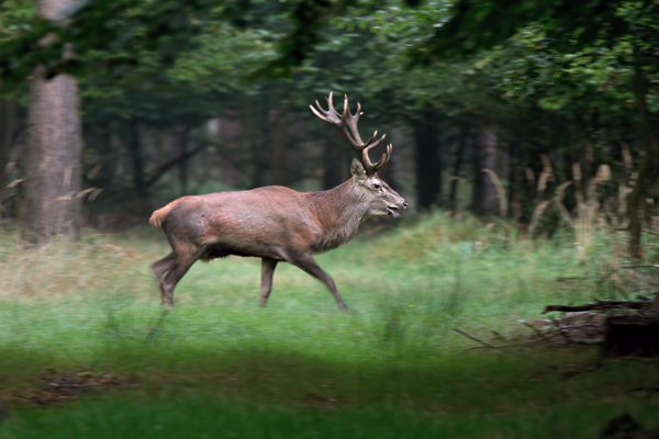 Rothirsch Rotwild - Cervus elaphus Kapitaler Hirsch Vierzehnender Saeugetiere Echte Hirsche Sachsen-Anhalt Rothirsch Wiederkaeuer Cervus Hirschkuh Kuh