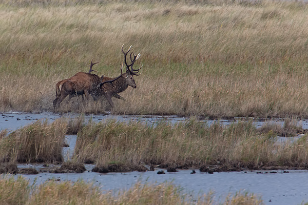 Rothirsch Rotwild - Cervus elaphus Kapitaler Hirsch Vierzehnender Saeugetiere Echte Hirsche Darßer Ort Darß Rothirsch Wiederkaeuer Cervus Hirschkuh Kuh