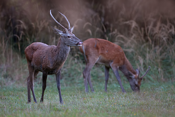 Rothirsch Rotwild - Cervus elaphus Hirsch Saeugetiere Echte Hirsche Sachsen-Anhalt Rothirsch Wiederkaeuer Cervus Hirschkuh Kuh Spießer