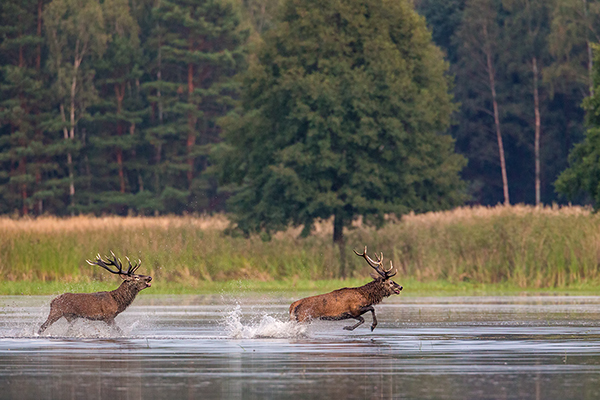 Rothirsch Rotwild - Cervus elaphus Kapitaler Hirsch Vierzehnender Saeugetiere Echte Hirsche Sachsen Rothirsch Wiederkaeuer Cervus Hirschkuh Kuh