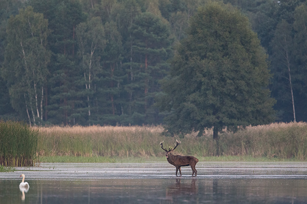Rothirsch Rotwild - Cervus elaphus Kapitaler Hirsch Vierzehnender Saeugetiere Echte Hirsche Sachsen Rothirsch Wiederkaeuer Cervus Hirschkuh Kuh
