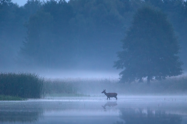 Rothirsch Rotwild - Cervus elaphus Kapitaler Hirsch Vierzehnender Saeugetiere Echte Hirsche Sachsen Rothirsch Wiederkaeuer Cervus Hirschkuh Kuh