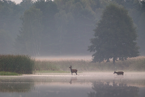 Rothirsch Rotwild - Cervus elaphus Kapitaler Hirsch Vierzehnender Saeugetiere Echte Hirsche Sachsen Rothirsch Wiederkaeuer Cervus Hirschkuh Kuh