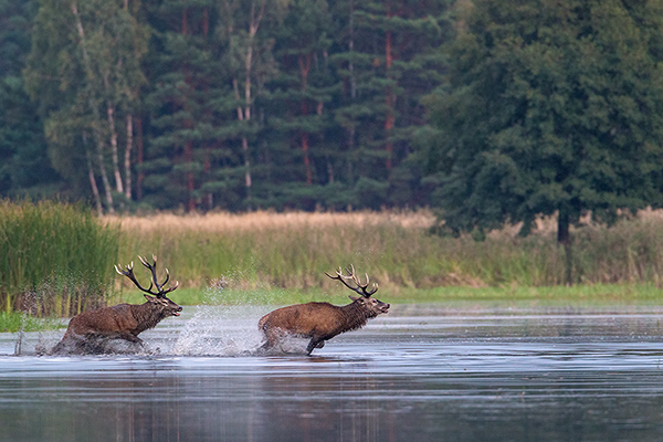 Rothirsch Rotwild - Cervus elaphus Kapitaler Hirsch Vierzehnender Saeugetiere Echte Hirsche Sachsen Rothirsch Wiederkaeuer Cervus Hirschkuh Kuh
