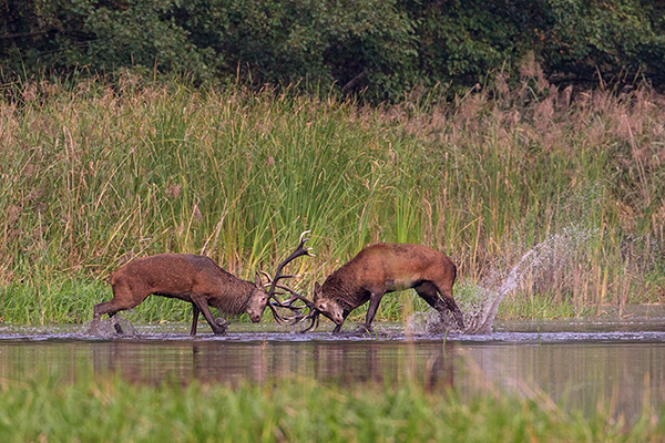 Rothirsch Rotwild - Cervus elaphus Kapitaler Hirsch Vierzehnender Saeugetiere Echte Hirsche Sachsen Rothirsch Wiederkaeuer Cervus Hirschkuh Kuh