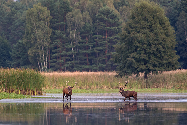 Rothirsch Rotwild - Cervus elaphus Kapitaler Hirsch Vierzehnender Saeugetiere Echte Hirsche Sachsen Rothirsch Wiederkaeuer Cervus Hirschkuh Kuh