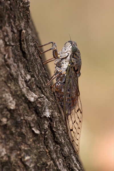 Mannazikade - Cicada orni