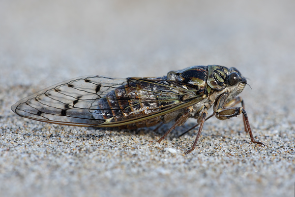Mannazikade - Cicada orni
