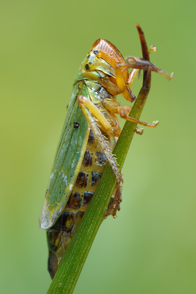 Binsenschmuckzikade - Cicadella viridis