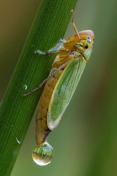 Binsenschmuckzikade - Cicadella viridis 