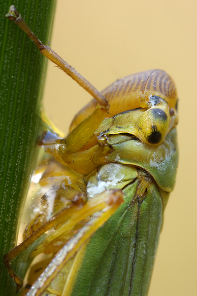 Binsenschmuckzikade - Cicadella viridis 