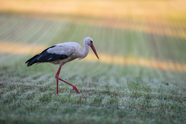 Weißstorch - Ciconia ciconia Sachsen Muldental Grimma