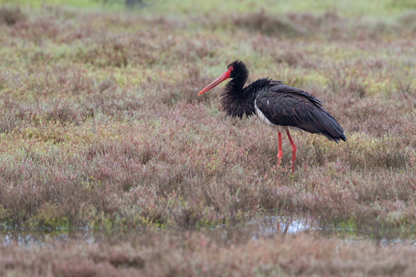 Schwarzstorch, Ciconia nigra, Storch, Waldstorch, Schreitvoegel, Schreitvogel