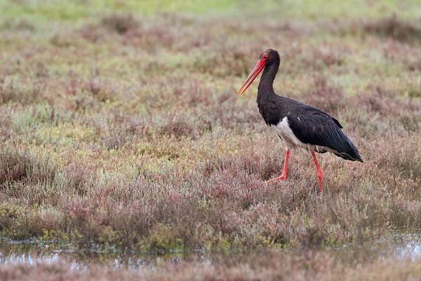 Schwarzstorch, Ciconia nigra, Storch, Waldstorch, Schreitvoegel, Schreitvogel