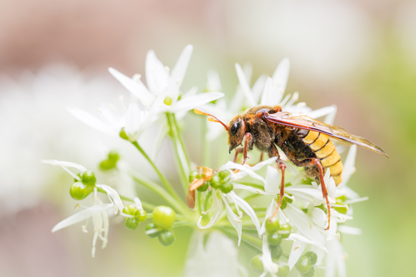 Knopf- bzw. Keul(en)hornblattwespen,Knopfhornblattwespen, Wespen, Insekten, Insekt, Mimikry, Keulhornblattwespe, Cimbicidae, Cimbex luteus, Bärlauch, 
Hautflügler, Hymenoptera, 
Pflanzenwespen, Symphyta, 
Tenthredinoidea, 
Keulhornblattwespen, Abiinae, Cimbicinae. Cimbex