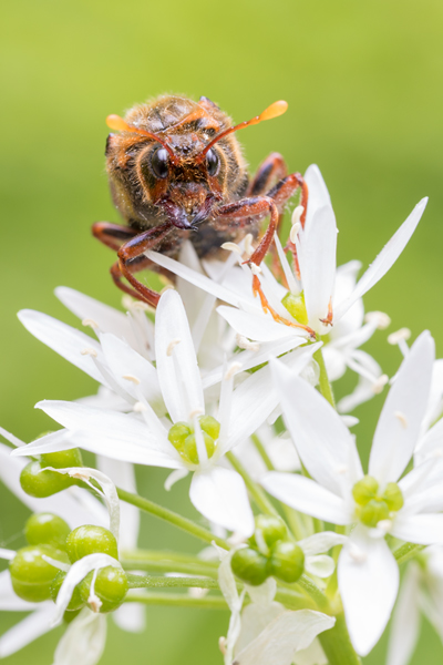 Knopf- bzw. Keul(en)hornblattwespen,Knopfhornblattwespen, Wespen, Insekten, Insekt, Mimikry, Keulhornblattwespe, Cimbicidae, Cimbex luteus, Bärlauch, 
Hautflügler, Hymenoptera, 
Pflanzenwespen, Symphyta, 
Tenthredinoidea, 
Keulhornblattwespen, Abiinae, Cimbicinae. Cimbex