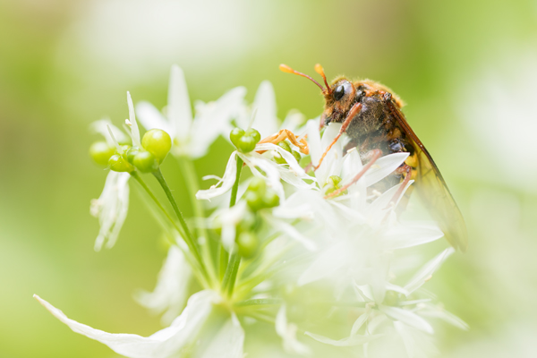Knopf- bzw. Keul(en)hornblattwespen,Knopfhornblattwespen, Wespen, Insekten, Insekt, Mimikry, Keulhornblattwespe, Cimbicidae, Cimbex luteus, Bärlauch, 
Hautflügler, Hymenoptera, 
Pflanzenwespen, Symphyta, 
Tenthredinoidea, 
Keulhornblattwespen, Abiinae, Cimbicinae. Cimbex