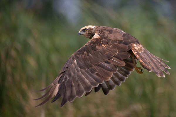 Rohrweihe - Circus aeruginosus, Weibchen, Weihe, Greifvogel, Sachsen, Muldental, Greifvoegel, Habichtartige, Accipitridae, Circus
