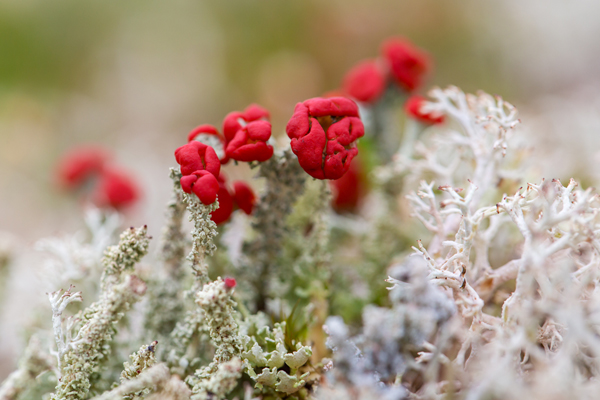 Rote Becherflechte, Cladonia coccifera,  Lecanoromycetes, Cladoniaceae 