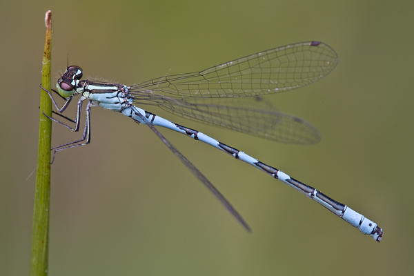 Speer-Azurjungfer - Coenagrion hastulatum - Maennchen - Dahlener Heide - Sachsen 