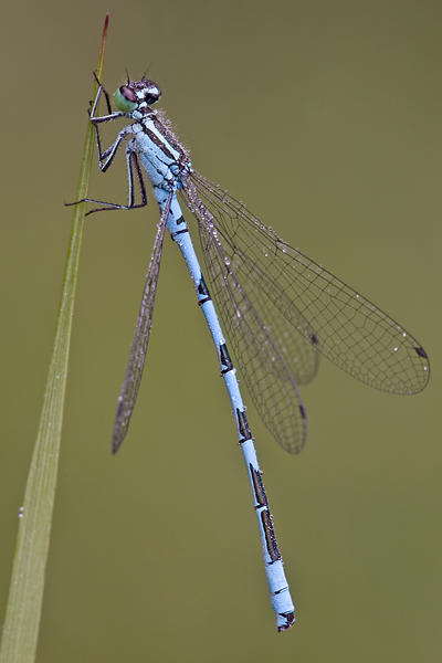 Speer-Azurjungfer - Coenagrion hastulatum - Maennchen - Dahlener Heide - Sachsen