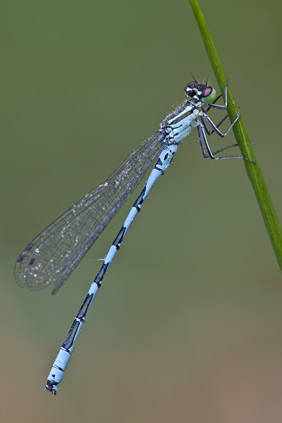 Speer-Azurjungfer - Coenagrion hastulatum - Maennchen - Dahlener Heide - Sachsen