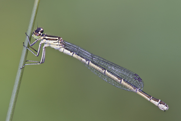 Speer-Azurjungfer - Coenagrion hastulatum - Weibchen - Dahlener Heide - Sachsen