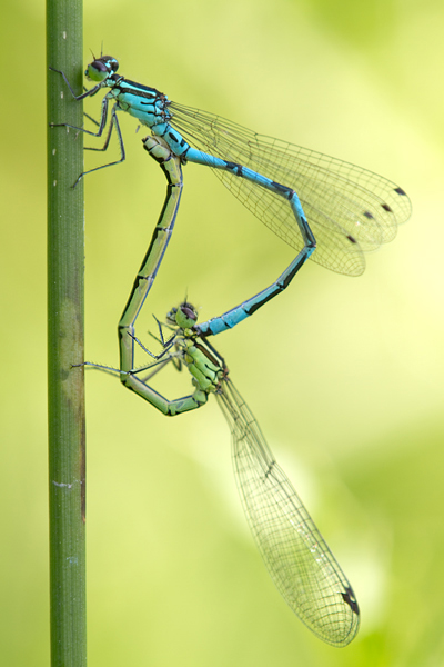 Speer-Azurjungfer - Coenagrion hastulatum - Sachsen - Kleinlibellen Libellen Odonata Paarungsrad Paarung 