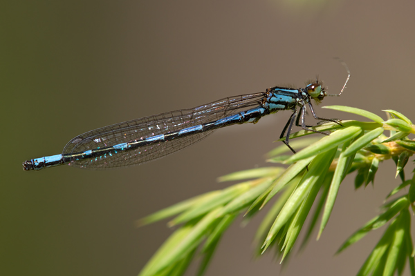 Bileks Azurjungfer (Sibirische Azurjungfer) -  Coeangrion hylas Maennchen Tirol Schlanklibellen Libellen Odonata Bilek Bileks Azurjungfer Siberian Bluet