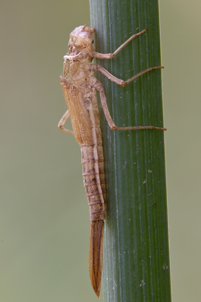 Exuvie Larvenhuelle Metamorphose Bileks Azurjungfer (Sibirische Azurjungfer) -  Coeangrion hylas Maennchen Tirol Schlanklibellen Libellen Odonata Bilek Bileks Azurjungfer Siberian Bluet
