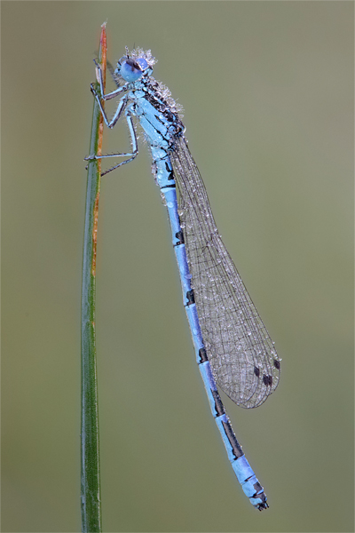 Helm-Azurjungfer - Coenagrion mercuriale Azurjungfern, Schlanklibellen, Libellen Kleinlibellen Odonata Insekten Maennchen Merkurs Helm 