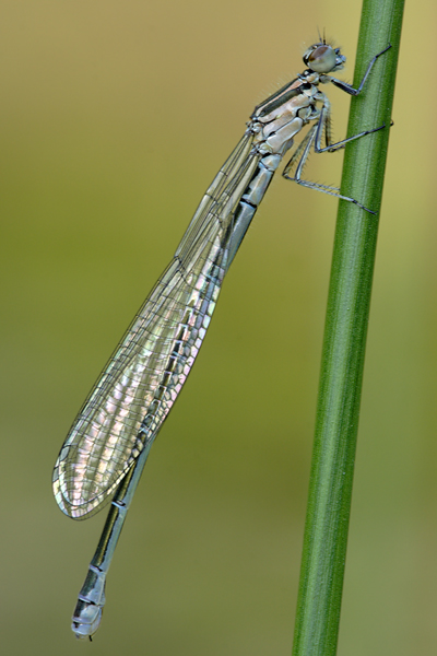 Hufeisen-Azurjungfer - Coenagrion puella - Weibchen