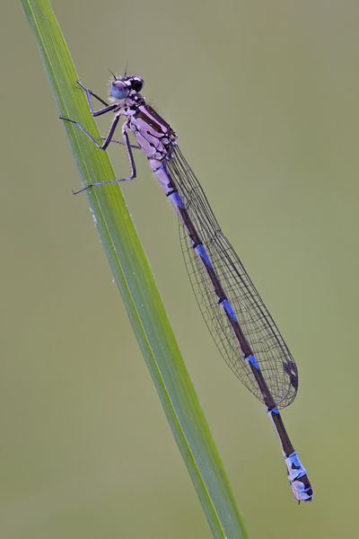 Fledermaus-Azurjungfer - Coenagrion pulchellum - junges Weibchen