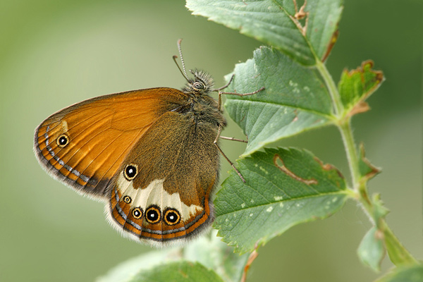 Weissbindiges Wiesenvoegelchen - Coenonympha arcania (Perlgrasfalter)