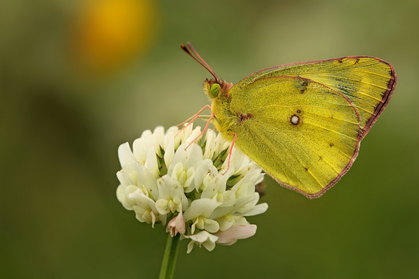 Postillon (Wander-Gelbling) - Colias croceus