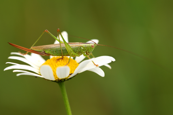 Langflueglige Schwertschrecke - Conocephalus fuscus