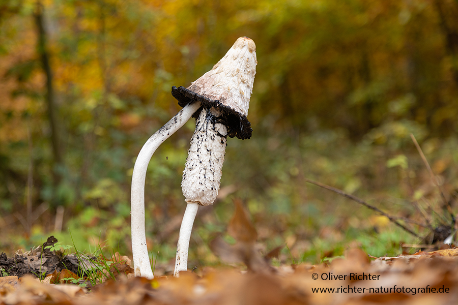 Schopf-Tintlinge - Coprinus comatus