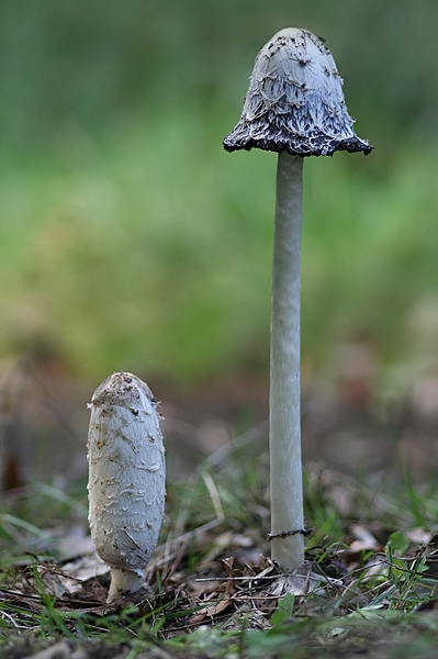 Schopftintling - Coprinus comatus