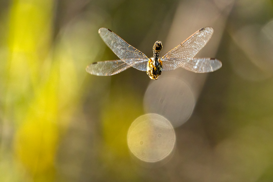 Corduliidae, Cordulia aenea, Grimma, Sachsen, Cordulia, Muldental, richter-naturfotografie.de
