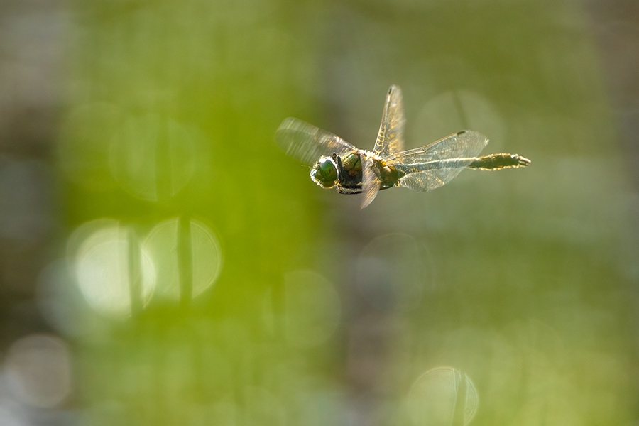 Corduliidae, Cordulia aenea, Grimma, Sachsen, Cordulia, Muldental, richter-naturfotografie.de